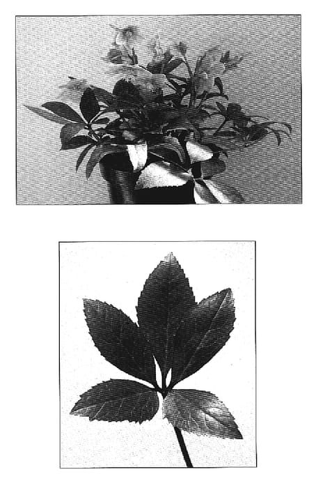 Figure 1 of US plant patent PP19559, the photograph of Snow Love printed in the patent.