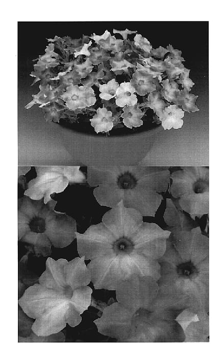 Figure 1 of US plant patent PP19560, the photograph of Sunsurfpaspimi printed in the patent.