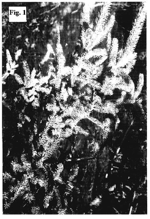 Figure 1 of US plant patent PP19561, the photograph of Frosty printed in the patent.