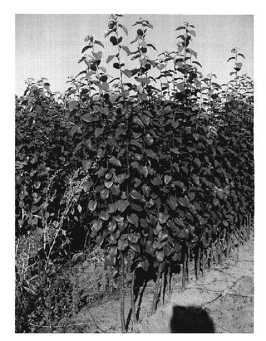 Figure 1 of US plant patent PP19562, the photograph of Eline printed in the patent.