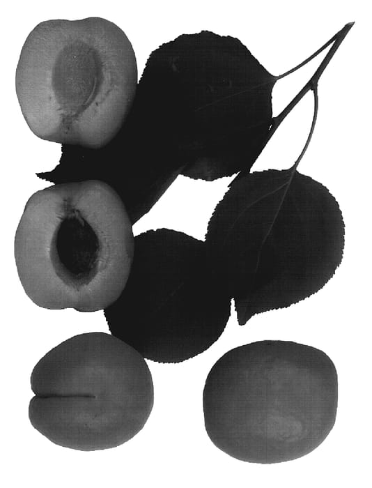 Figure 1 of US plant patent PP19563, the photograph of Coral-Cot printed in the patent.
