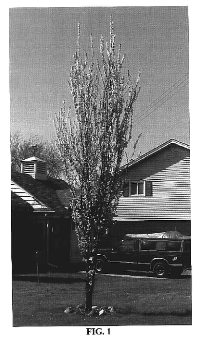 Figure 1 of US plant patent PP19564, the photograph of Cripoizam printed in the patent.