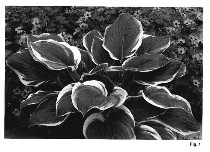 Figure 1 of US plant patent PP19565, the photograph of Singing in the Rain printed in the patent.
