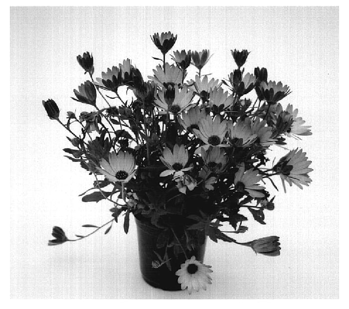 Figure 1 of US plant patent PP19566, the photograph of Saksiscopye printed in the patent.