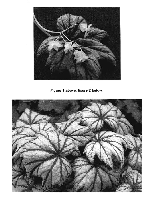 Figure 1 of US plant patent PP19567, the photograph of Metallic Mist printed in the patent.