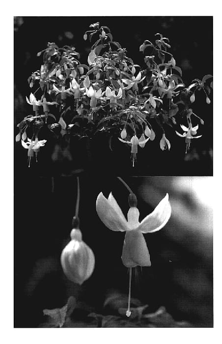 Figure 1 of US plant patent PP19568, the photograph of Sanifpirave printed in the patent.