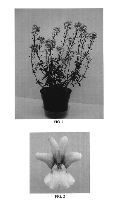 Figure 1 of US plant patent PP19569, the photograph of Balarlilabi printed in the patent.