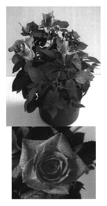 Figure 1 of US plant patent PP19570, the photograph of Evera174 printed in the patent.