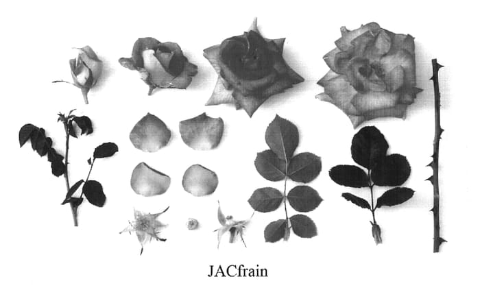 Figure 1 of US plant patent PP19571, the photograph of JACfrain printed in the patent.