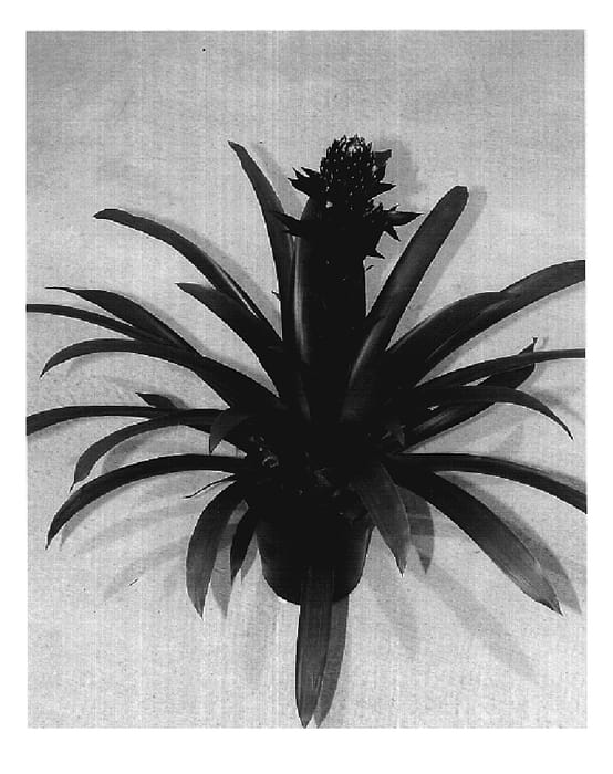 Figure 1 of US plant patent PP19572, the photograph of Bel-Air printed in the patent.