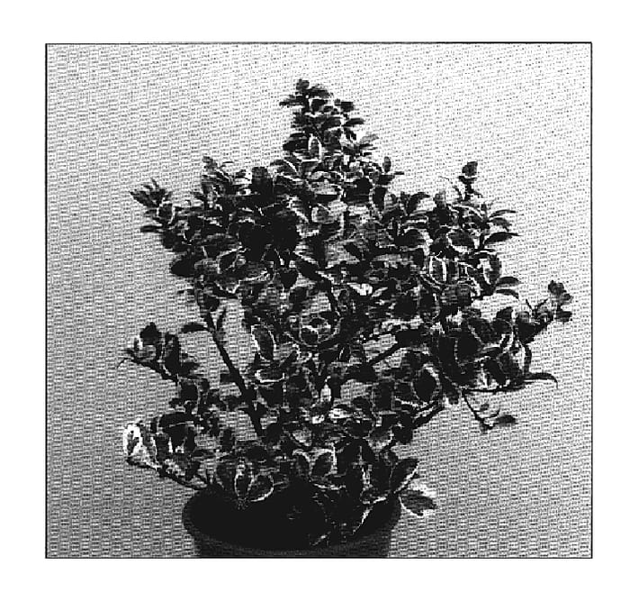 Figure 1 of US plant patent PP19573, the photograph of Casanova printed in the patent.
