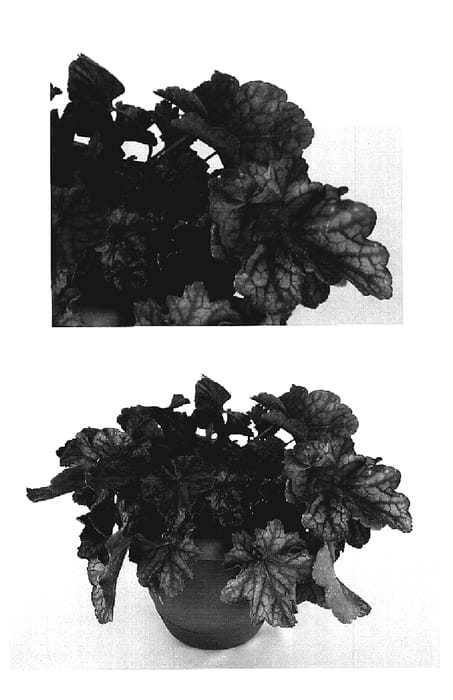 Figure 1 of US plant patent PP19574, the photograph of PWHEU0109 printed in the patent.