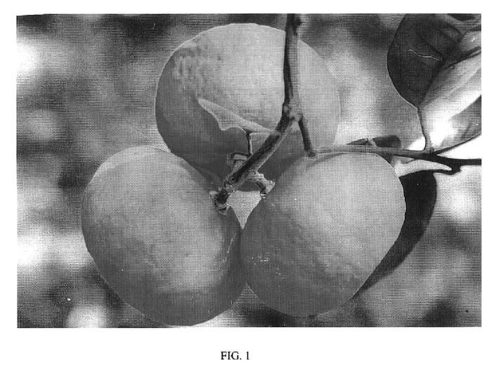 Figure 1 of US plant patent PP19575, the photograph of Alvarina printed in the patent.