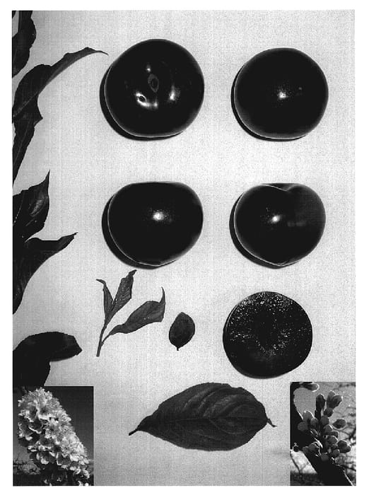 Figure 1 of US plant patent PP19576, the photograph of Blackred V printed in the patent.