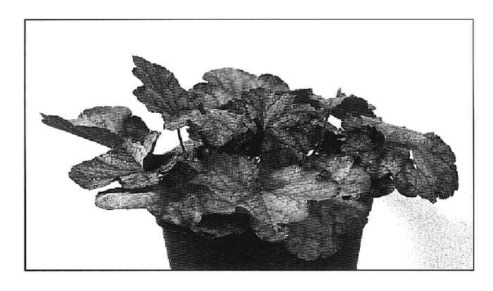 Figure 1 of US plant patent PP19577, the photograph of Beaujolais printed in the patent.