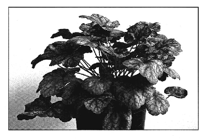 Figure 1 of US plant patent PP19578, the photograph of Encore printed in the patent.