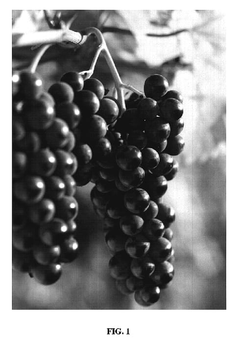 Figure 1 of US plant patent PP19579, the photograph of Marquette printed in the patent.