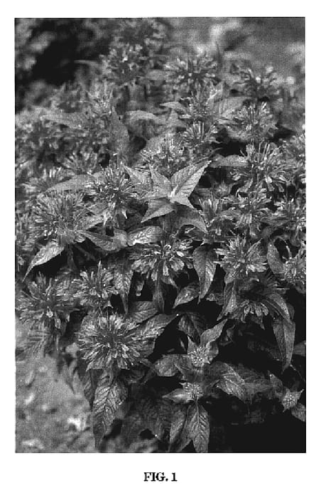 Figure 1 of US plant patent PP19580, the photograph of Acrade printed in the patent.