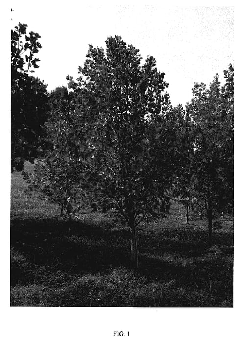 Figure 1 of US plant patent PP19581, the photograph of Little Volunteer printed in the patent.