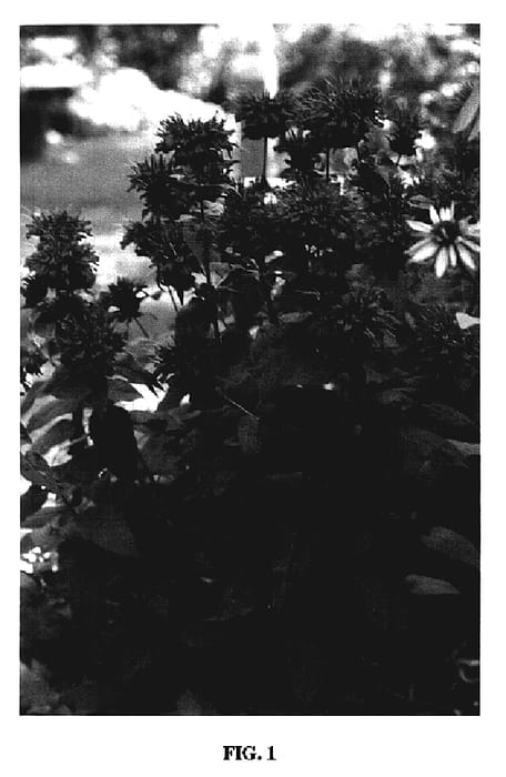 Figure 1 of US plant patent PP19582, the photograph of Achall printed in the patent.