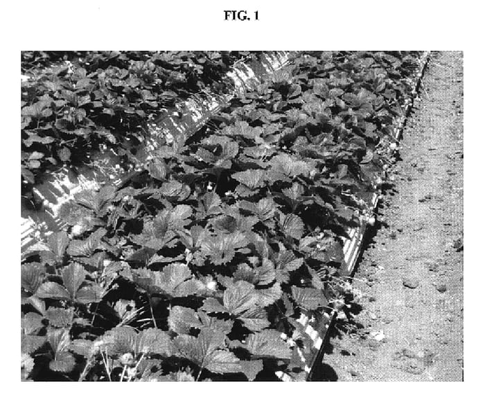 Figure 1 of US plant patent PP19583, the photograph of PS-5298 printed in the patent.