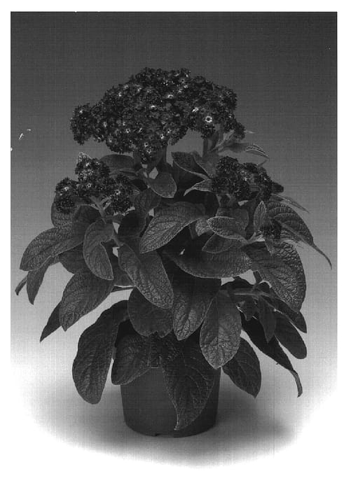 Figure 1 of US plant patent PP19584, the photograph of Heliobu printed in the patent.