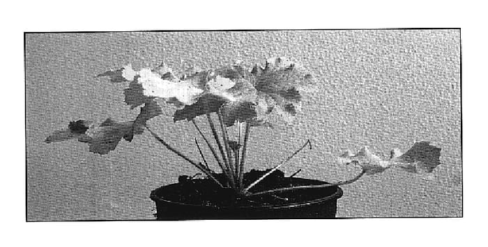 Figure 1 of US plant patent PP19585, the photograph of Pistache printed in the patent.