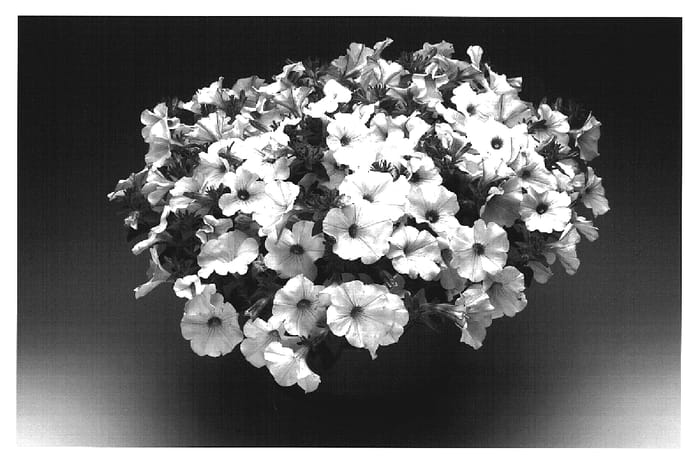 Figure 1 of US plant patent PP19586, the photograph of Petouch printed in the patent.