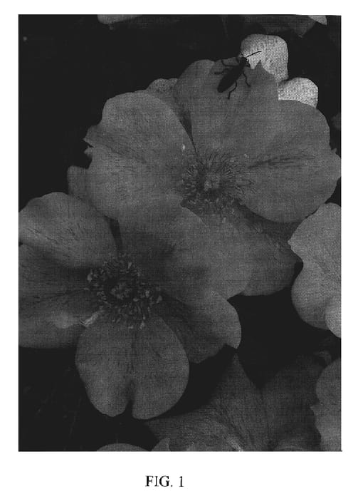 Figure 1 of US plant patent PP19587, the photograph of Meirosclem printed in the patent.