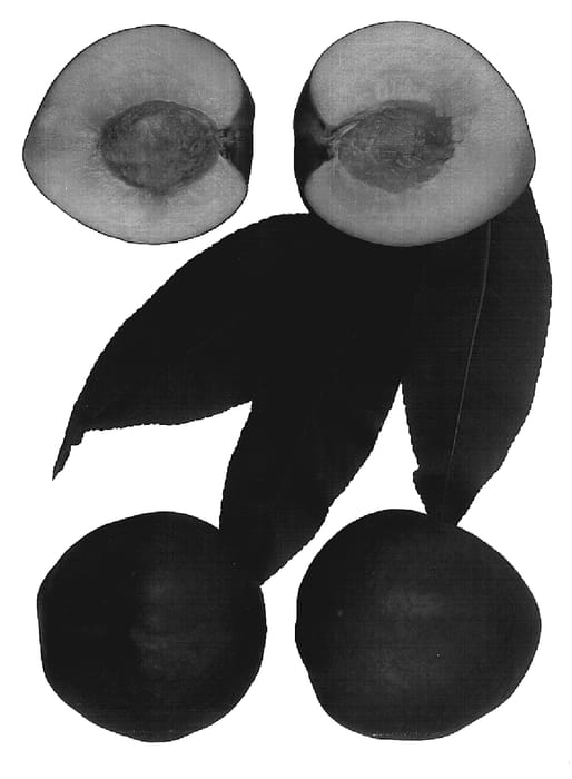 Figure 1 of US plant patent PP19588, the photograph of Red Ryan printed in the patent.