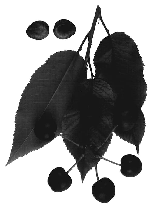 Figure 1 of US plant patent PP19589, the photograph of Royal Lynn printed in the patent.