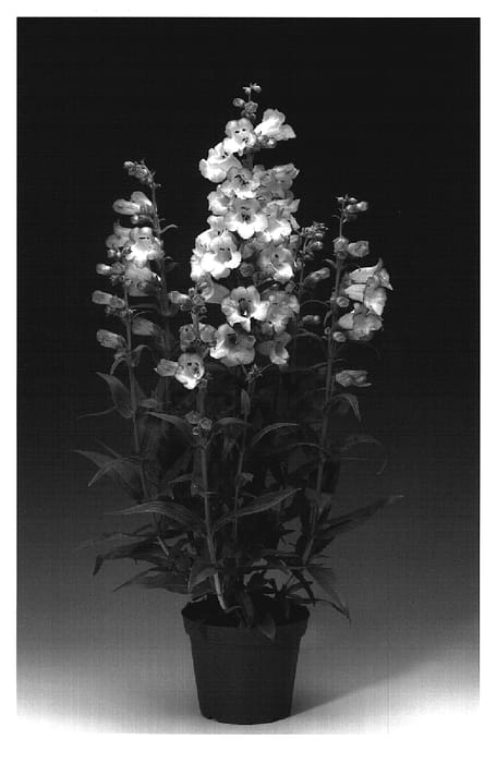 Figure 1 of US plant patent PP19590, the photograph of Penharwi printed in the patent.