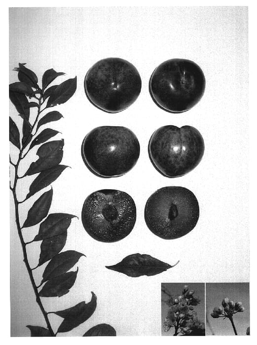 Figure 1 of US plant patent PP19591, the photograph of PLUMRED X printed in the patent.