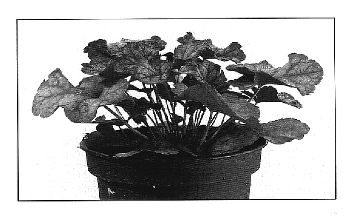 Figure 1 of US plant patent PP19592, the photograph of Pinot Gris printed in the patent.