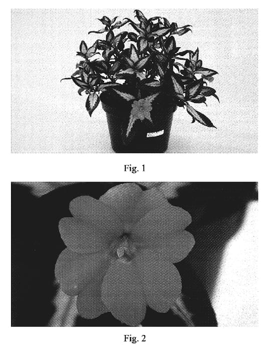 Figure 1 of US plant patent PP19593, the photograph of SAKIMPO15 printed in the patent.