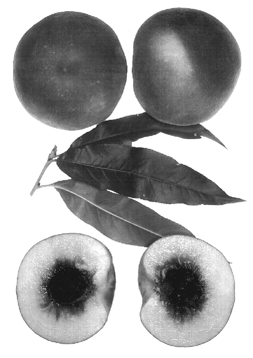 Figure 1 of US plant patent PP19594, the photograph of Sweet Juana printed in the patent.