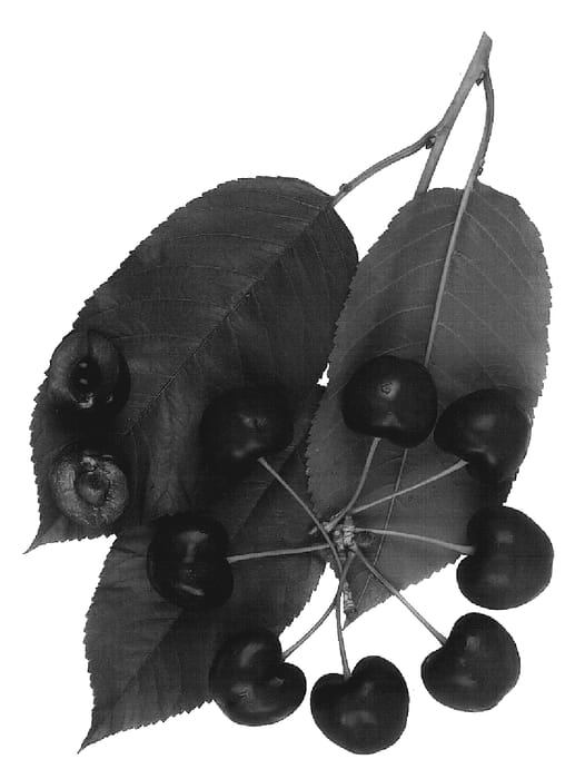 Figure 1 of US plant patent PP19595, the photograph of Royal Helen printed in the patent.
