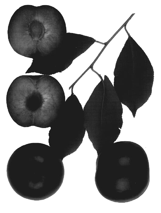 Figure 1 of US plant patent PP19596, the photograph of Honey Punch printed in the patent.