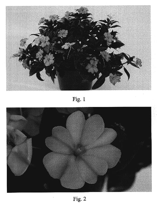 Figure 1 of US plant patent PP19597, the photograph of SAKIMP013 printed in the patent.