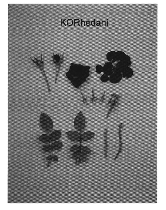 Figure 1 of US plant patent PP19598, the photograph of KORhedani printed in the patent.