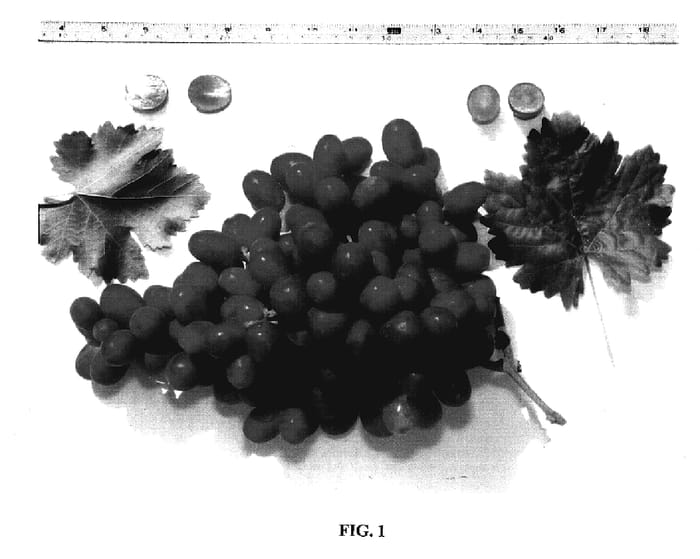 Figure 1 of US plant patent PP19599, the photograph of Mara Seedless printed in the patent.
