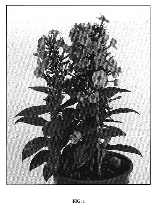 Figure 1 of US plant patent PP19600, the photograph of Fondant Fancy printed in the patent.