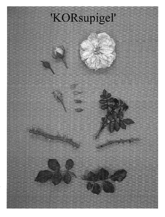 Figure 1 of US plant patent PP19601, the photograph of KORsupigel printed in the patent.