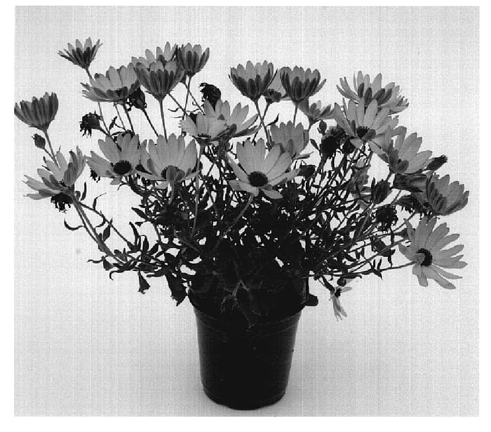 Figure 1 of US plant patent PP19602, the photograph of Saksisgolye printed in the patent.