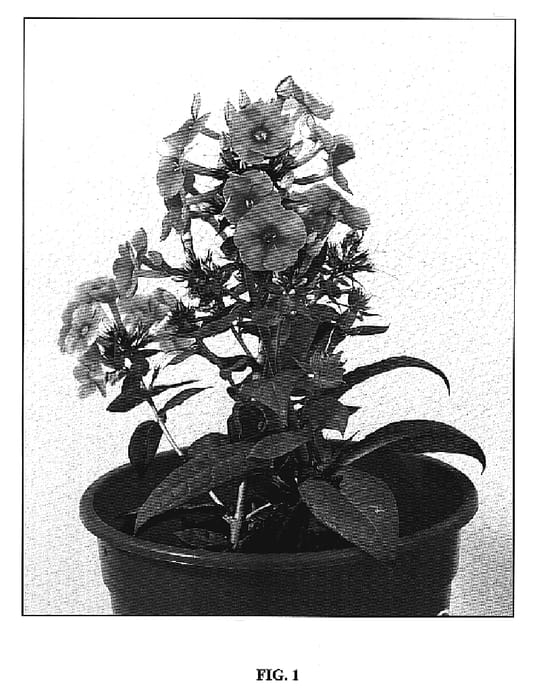 Figure 1 of US plant patent PP19603, the photograph of Cosmopolitan printed in the patent.