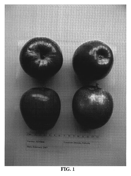 Figure 1 of US plant patent PP19604, the photograph of Alvina printed in the patent.