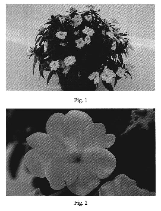 Figure 1 of US plant patent PP19605, the photograph of SAKIMP014 printed in the patent.