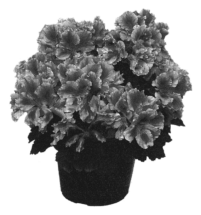 Figure 1 of US plant patent PP19606, the photograph of Maiden Berry Swirl printed in the patent.