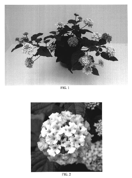 Figure 1 of US plant patent PP19607, the photograph of Baluclush printed in the patent.