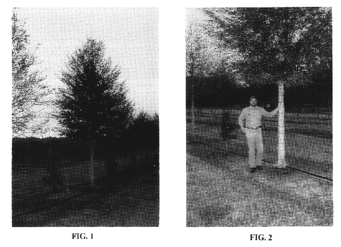 Figure 1 of US plant patent PP19608, the photograph of Cannon-Sharp printed in the patent.